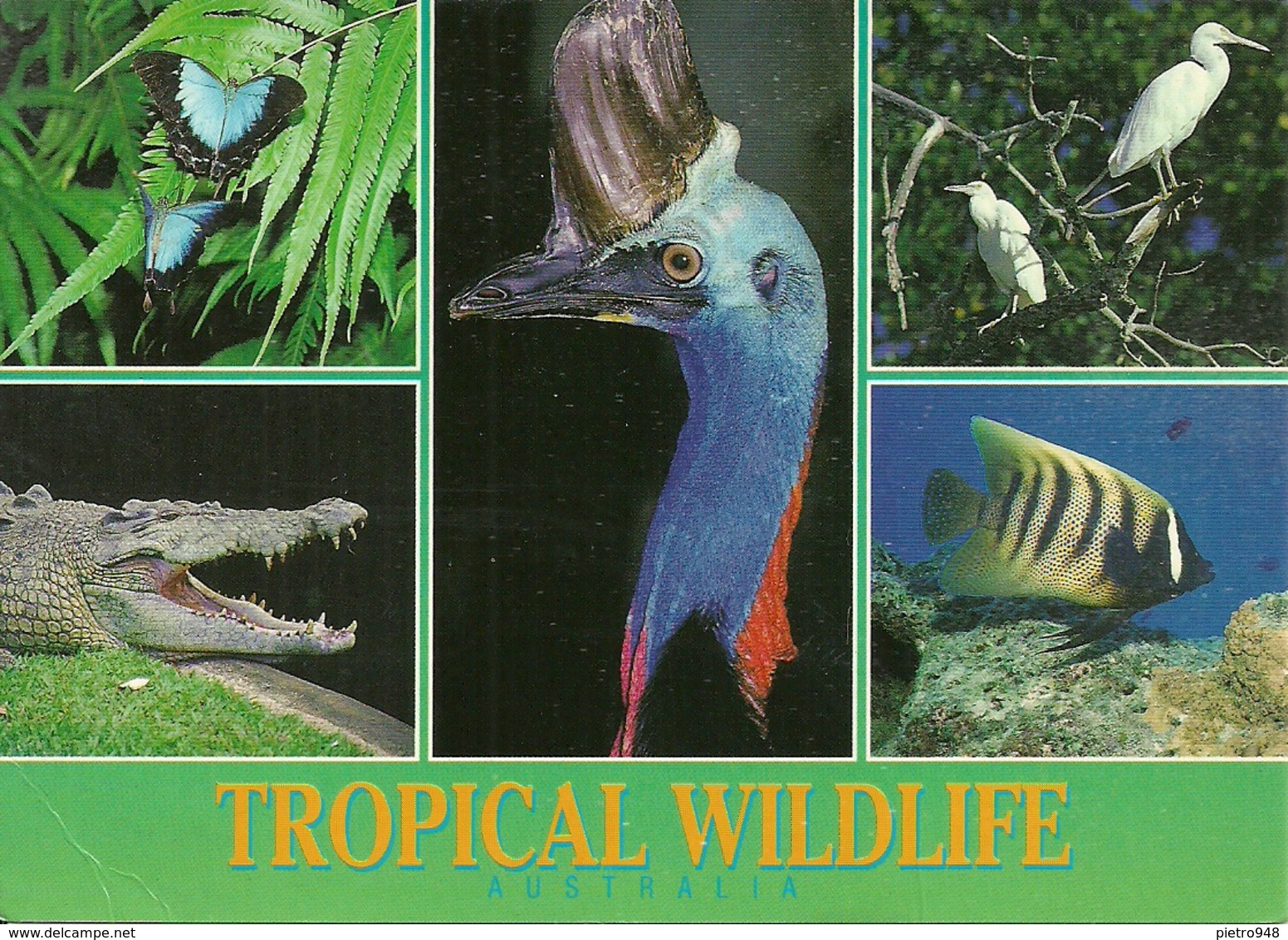 Australia, Tropical Wildlife, Butterflies, Cassowary, Crocodile And Angel Fish, Thematic Stamp "Footrace" - Autres & Non Classés