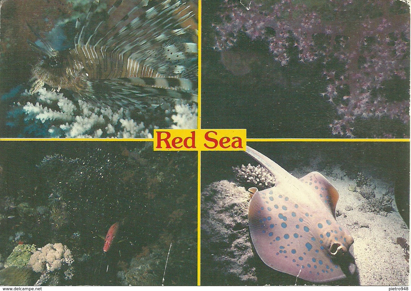 Red Sea, Mar Rosso (Egitto, Egypt) Tropical Wildlife, Lion Fish, Soft Corals, Squirrel Fish, Blue Spoted Ray - Altri & Non Classificati