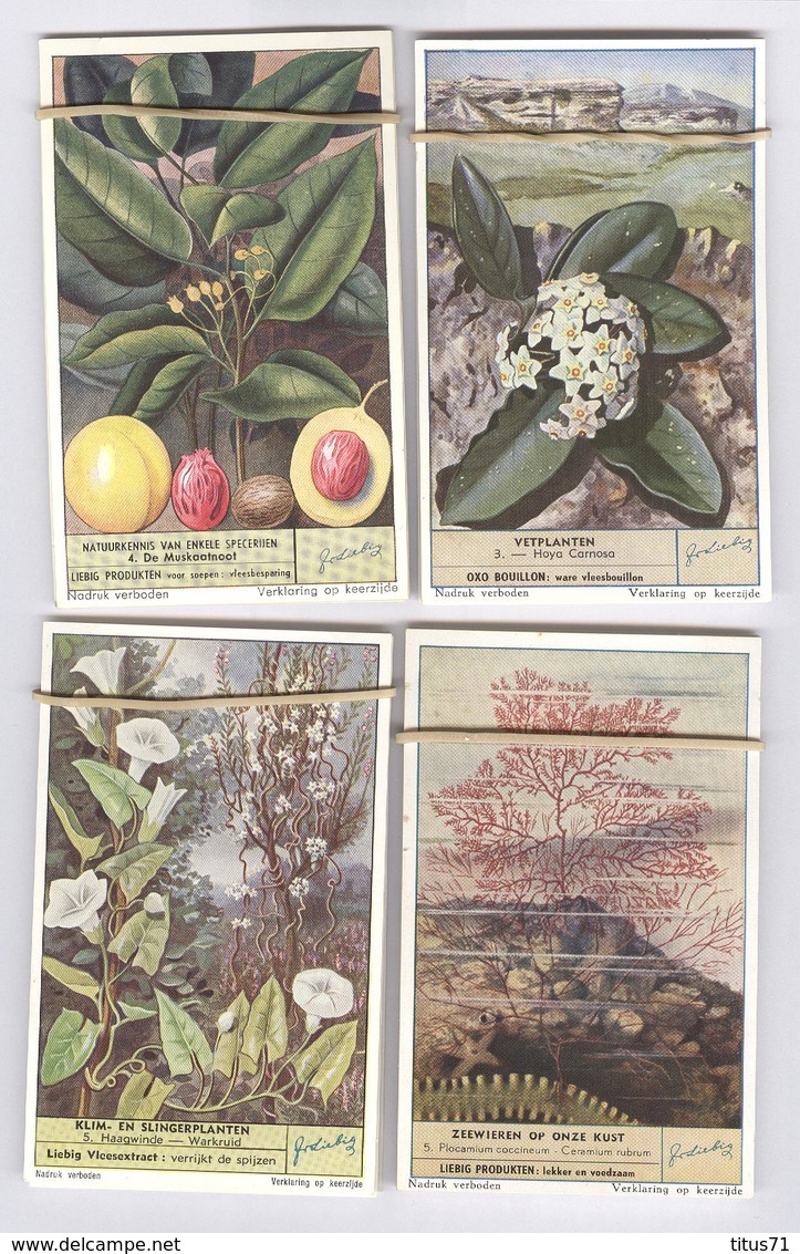 Lot De 48 Chromos Liebig Flore En Néerlandais - Flora - Etat Neuf - Liebig