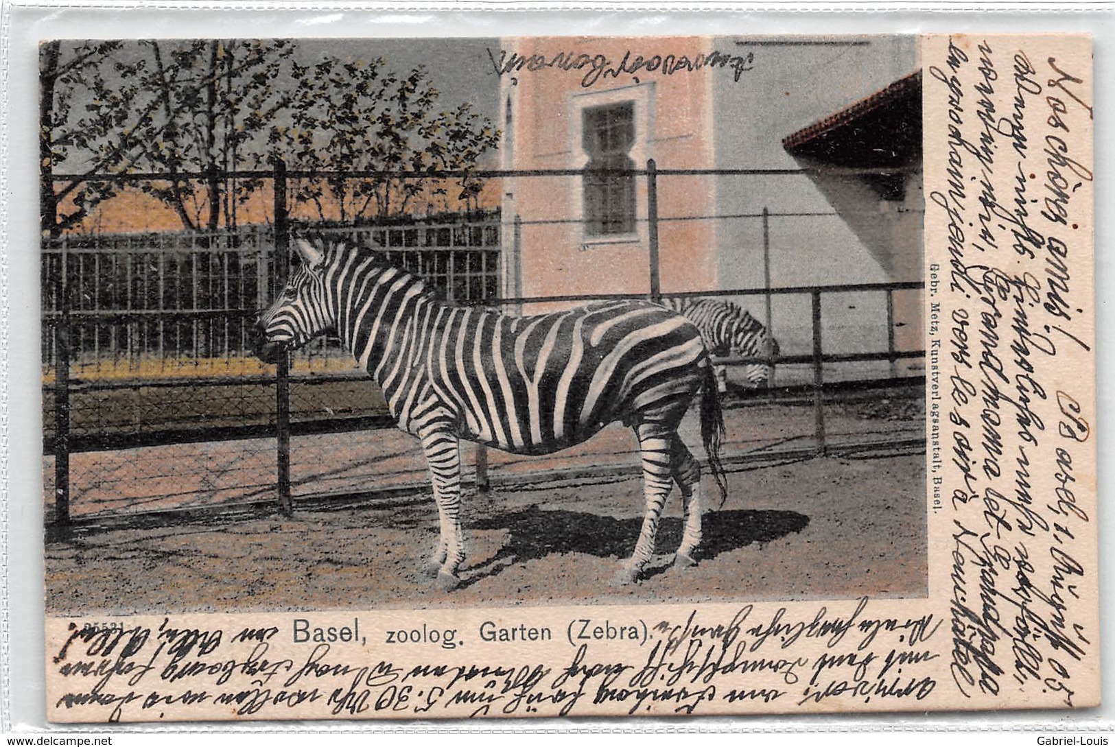 Basel Zoolog. Garten Zebra - Zoo De Bâle - 1905 - Basilea