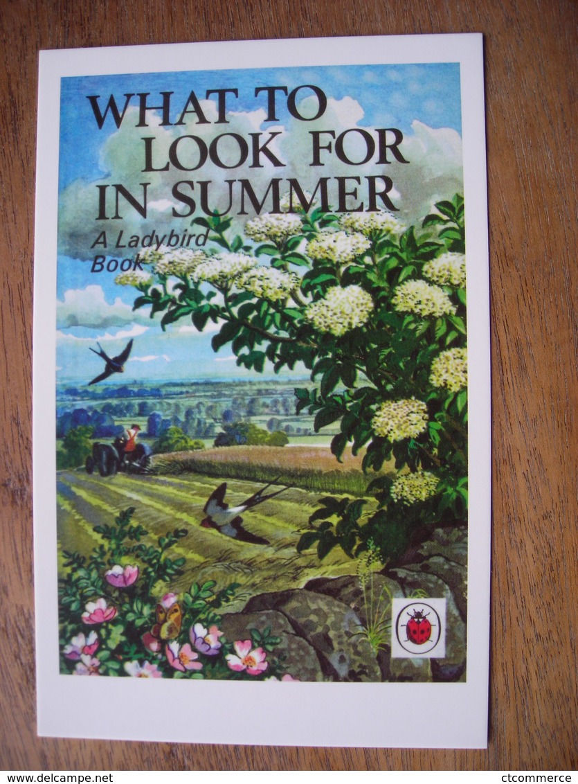 CPM  What To Look For In Summer, Ce Qu'il Faut Rechercher En été, Swifts Hirondelles - Contemporary (from 1950)