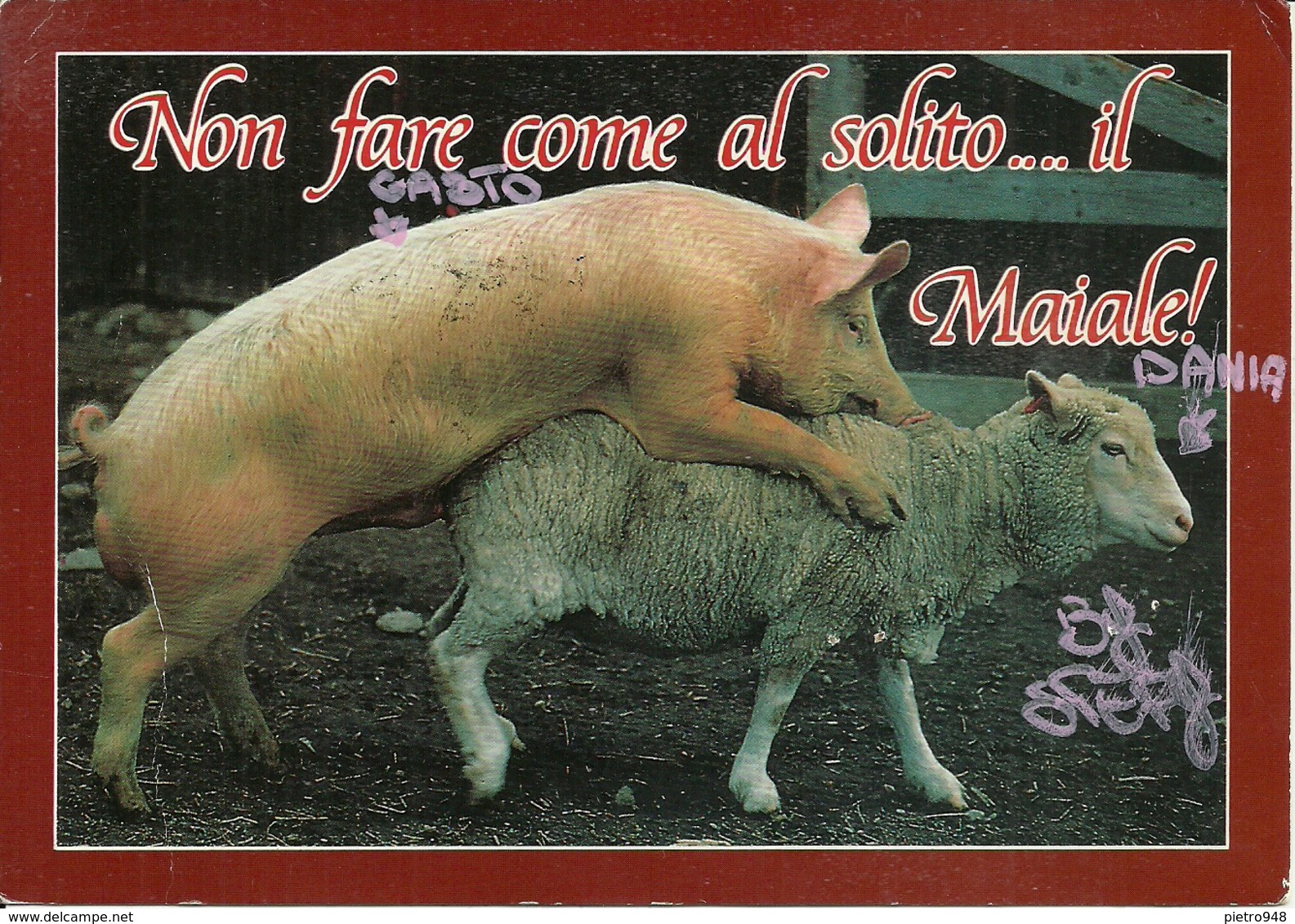 Cartolina Umoristica, Maiale Che Cavalca Una Pecora, "Non Fare Come Al Solito ... Il Maiale!" - Humor