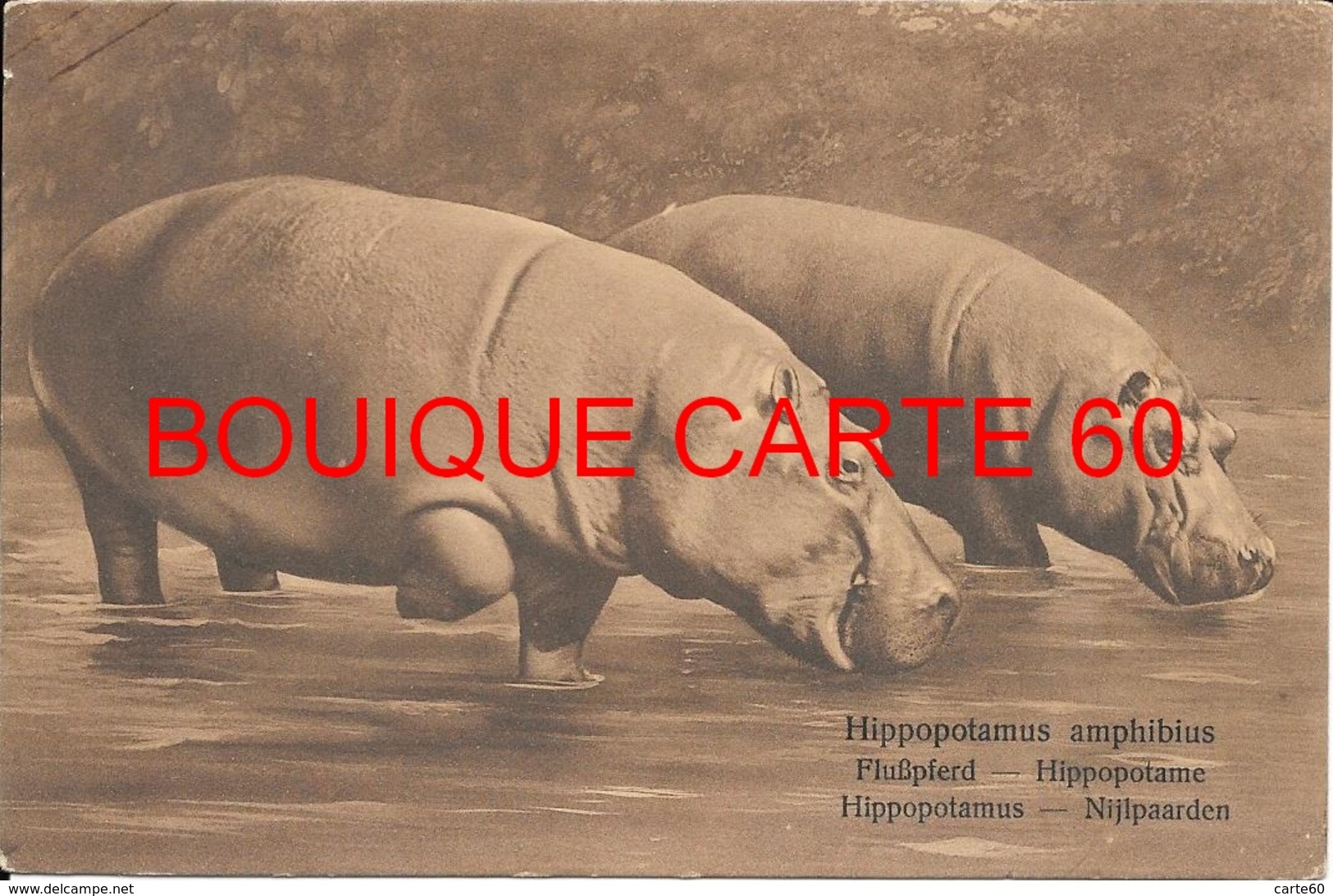 HIPPOPOTAME* HIPPOPOTAMUS - LES HIPPOPOTAMES - Hippopotames