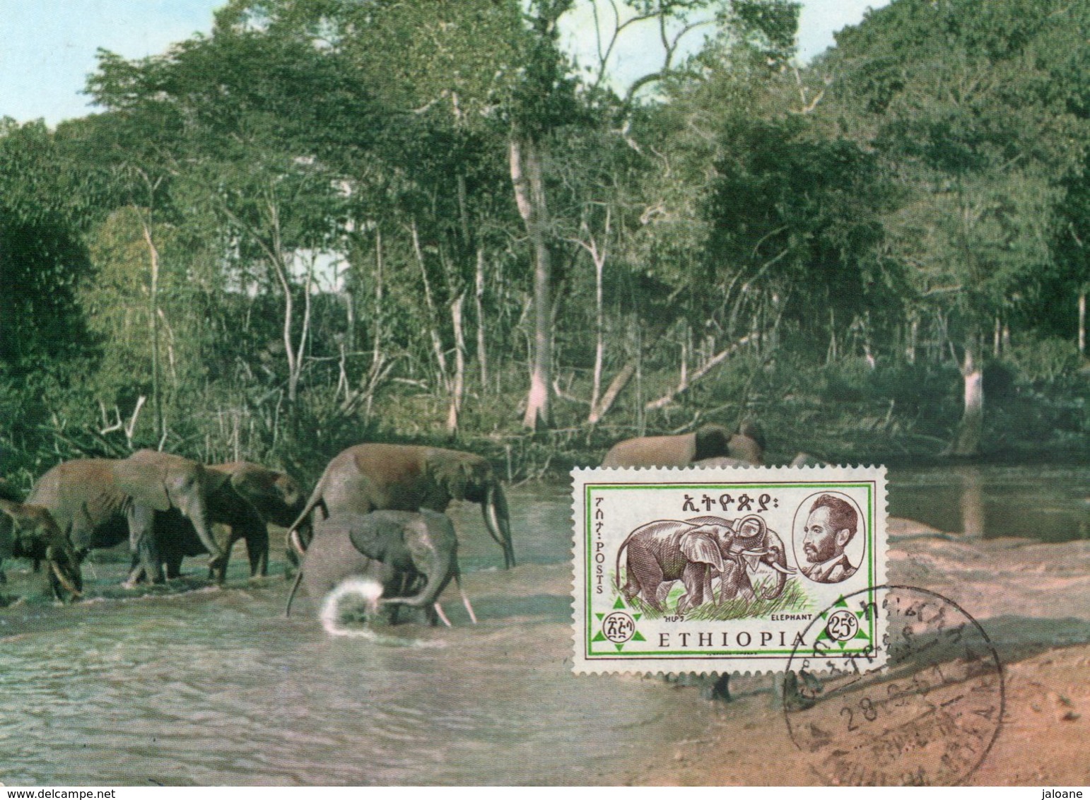 CARTE MAXIMUM  ELEPHANT    (RARE) - Elephants