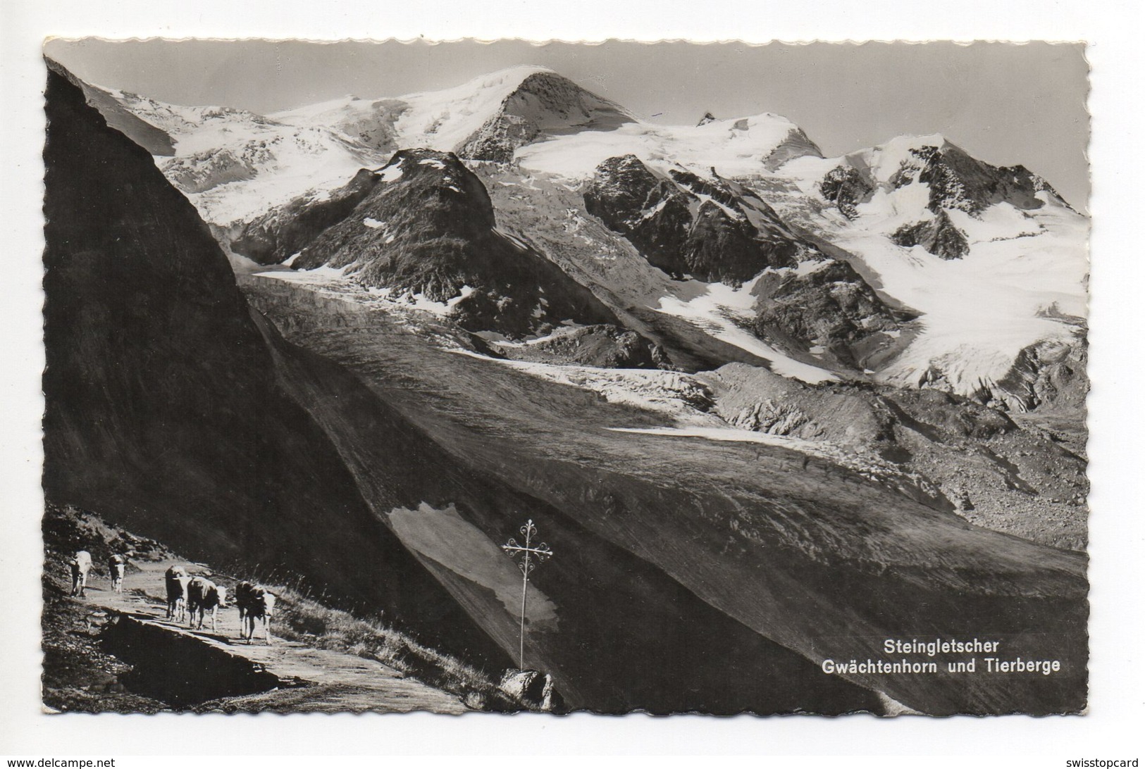 SUSTEN Steingletscher Kühe Gel. 1941 V. Gadmen Stempel Restaurant - Gadmen 