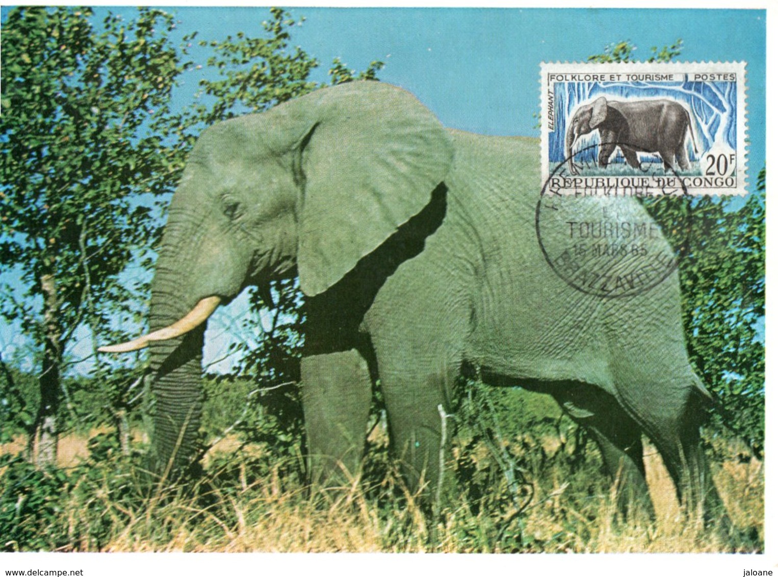 CARTE MAXIMUM  ELEPHANT - Elephants