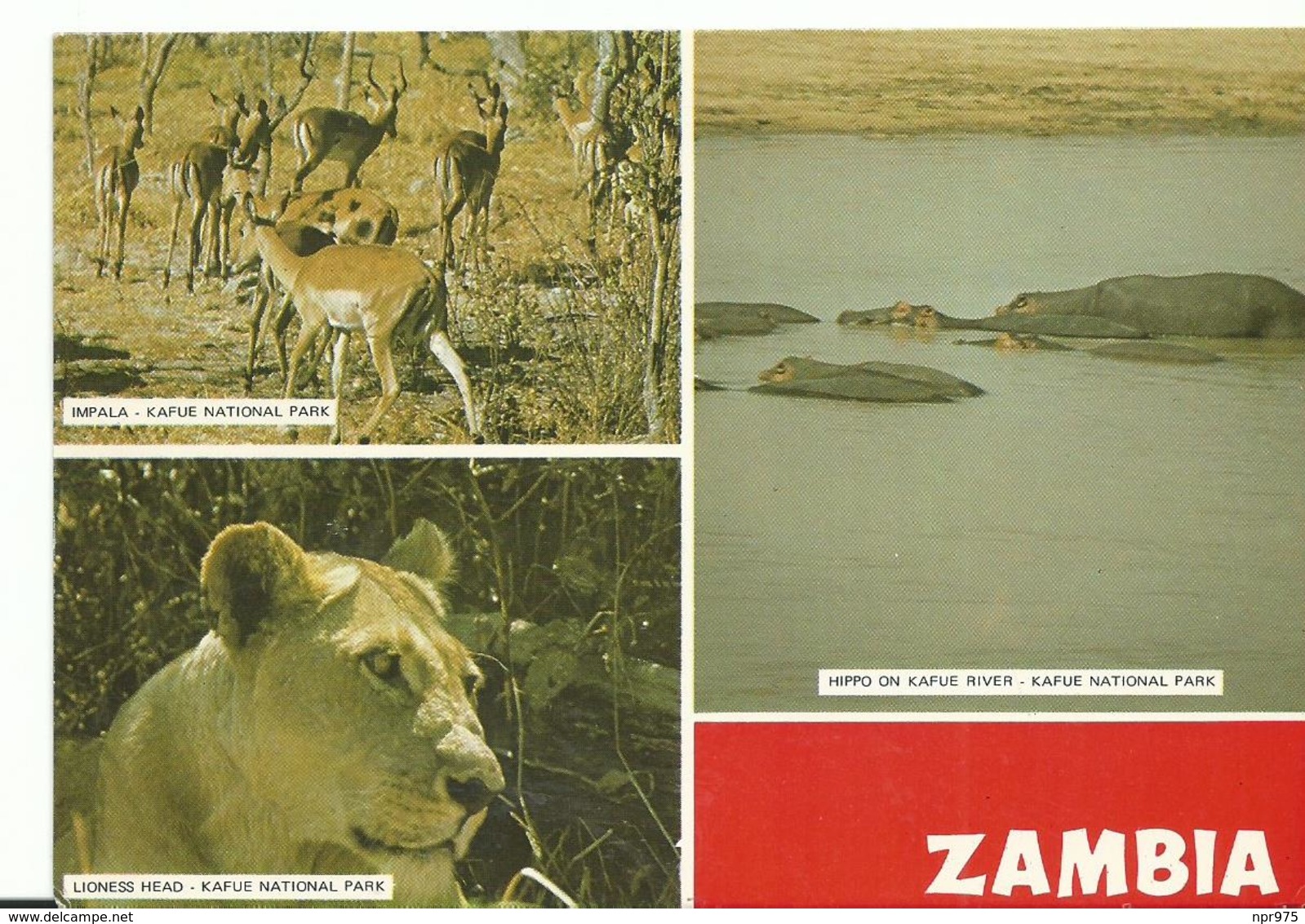 Afrique  Zambia Lioness Head    Impala  Hippo On Kafu  River - Sambia