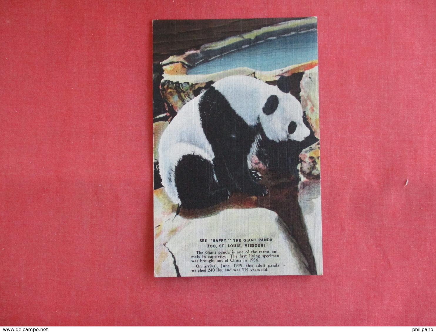 Happy The Giant Panda      Sy Louis Zoo  Ref 3142 - Bears