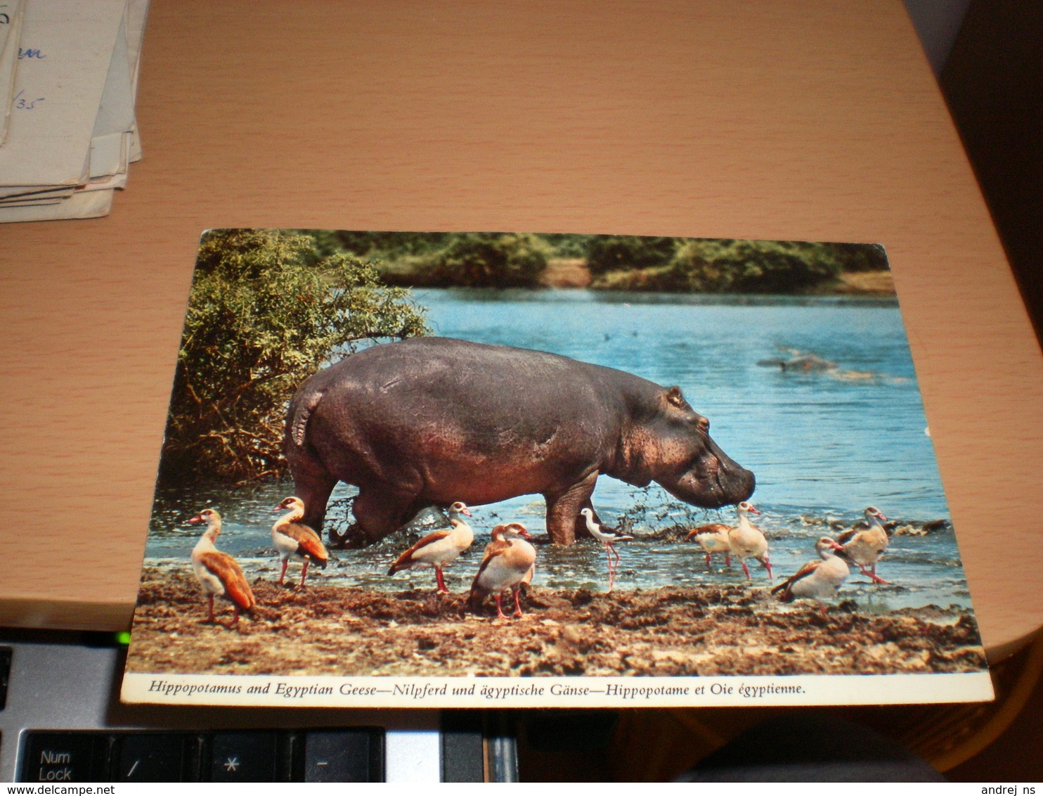 Hippopotamus And Egyptian Geese Kenya  By Air Mail - Hippopotames