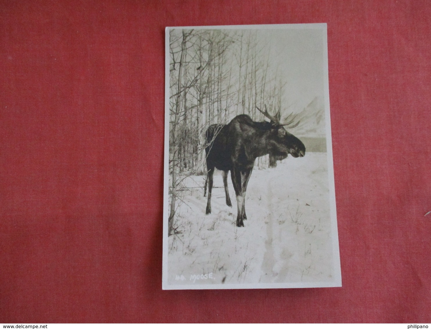 RPPC  Moose  Canada    Ref 3142 - Other & Unclassified