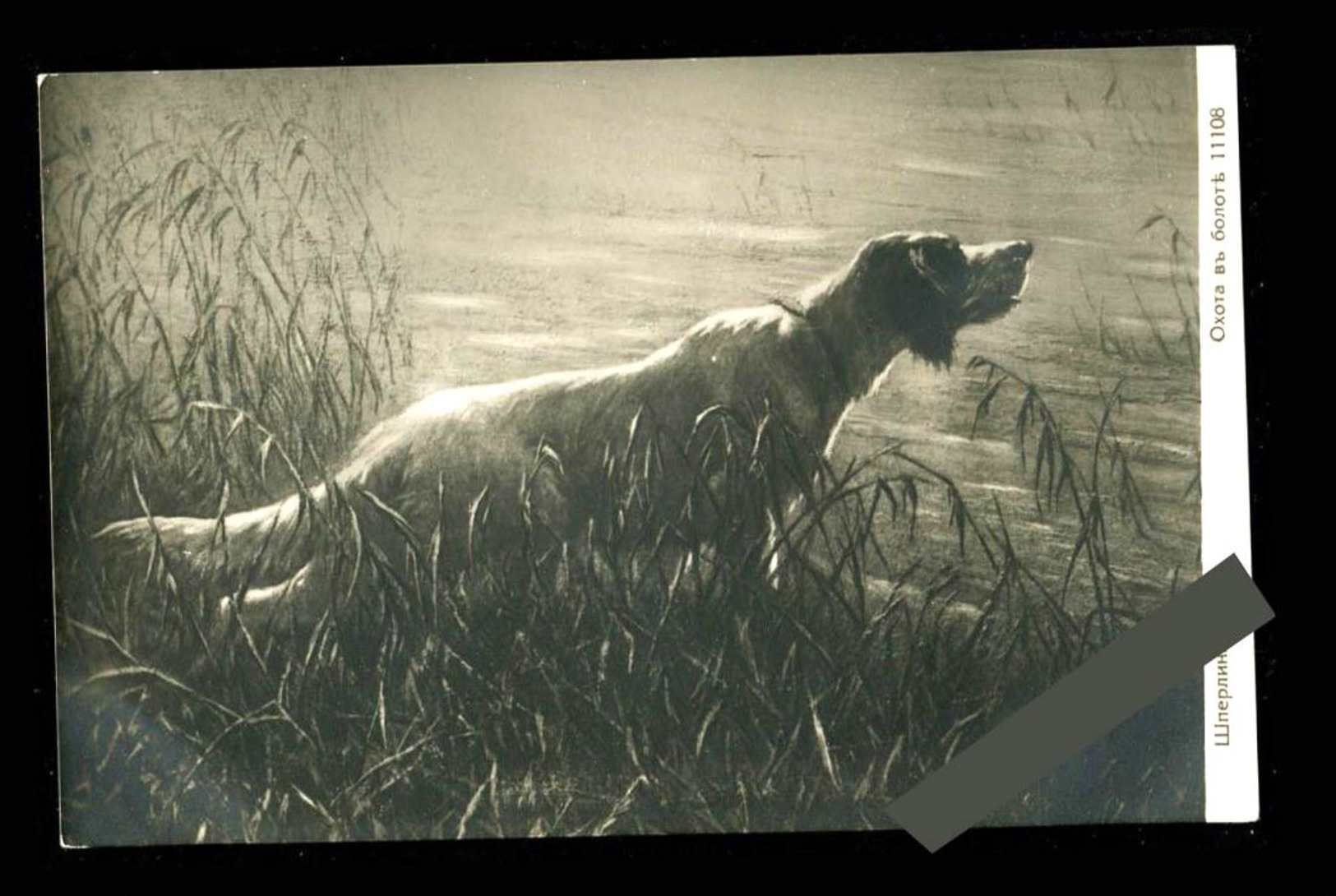 Sperling Chasse Chien Des Marais - Cani