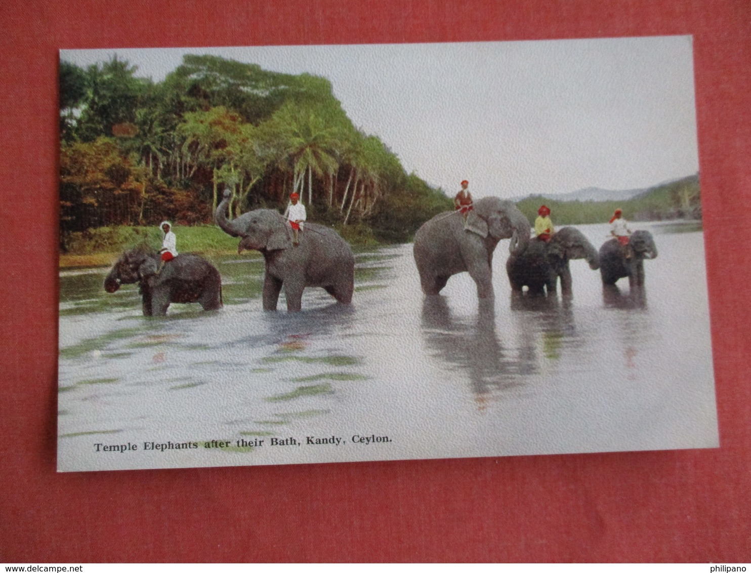 Sri Lanka (Ceylon)  Temple Elephants After Their Bath  Kandy Ceylon   Ref 3144 - Sri Lanka (Ceylon)