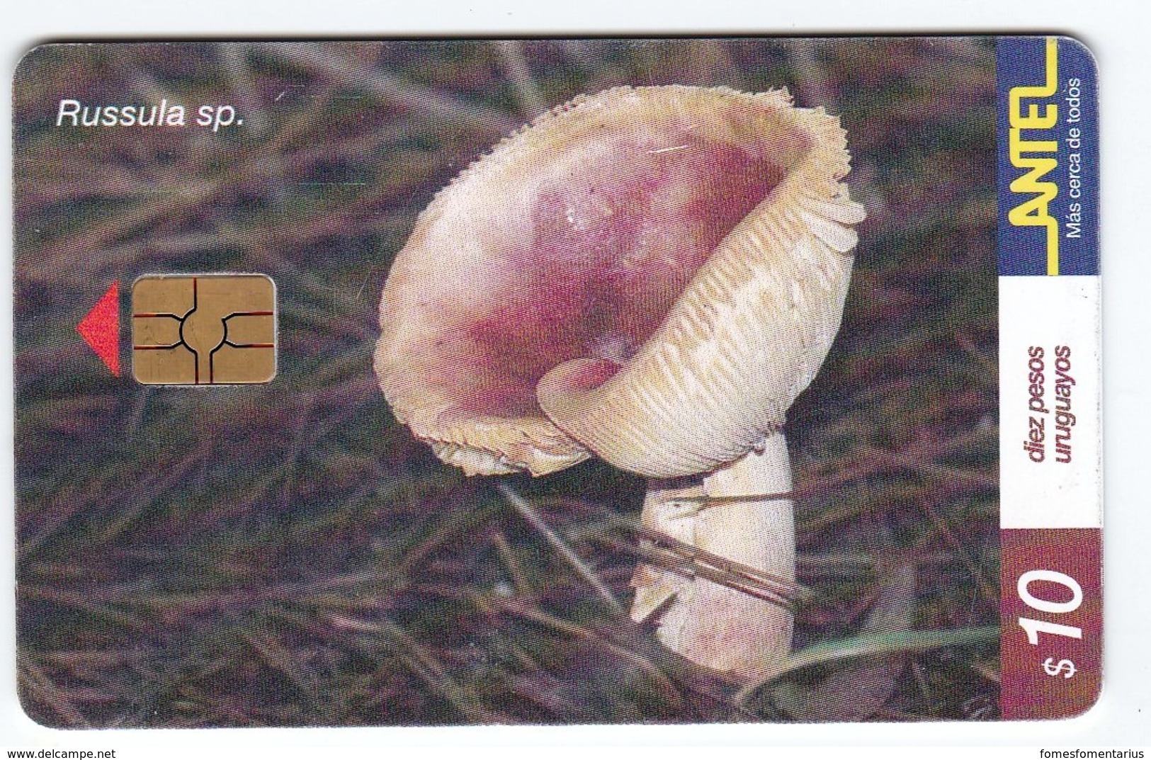 Télécarte TC 156 A Champignon Uruguay, Russule Spissa Champignons Mushroom Setas Pilze - Sonstige & Ohne Zuordnung