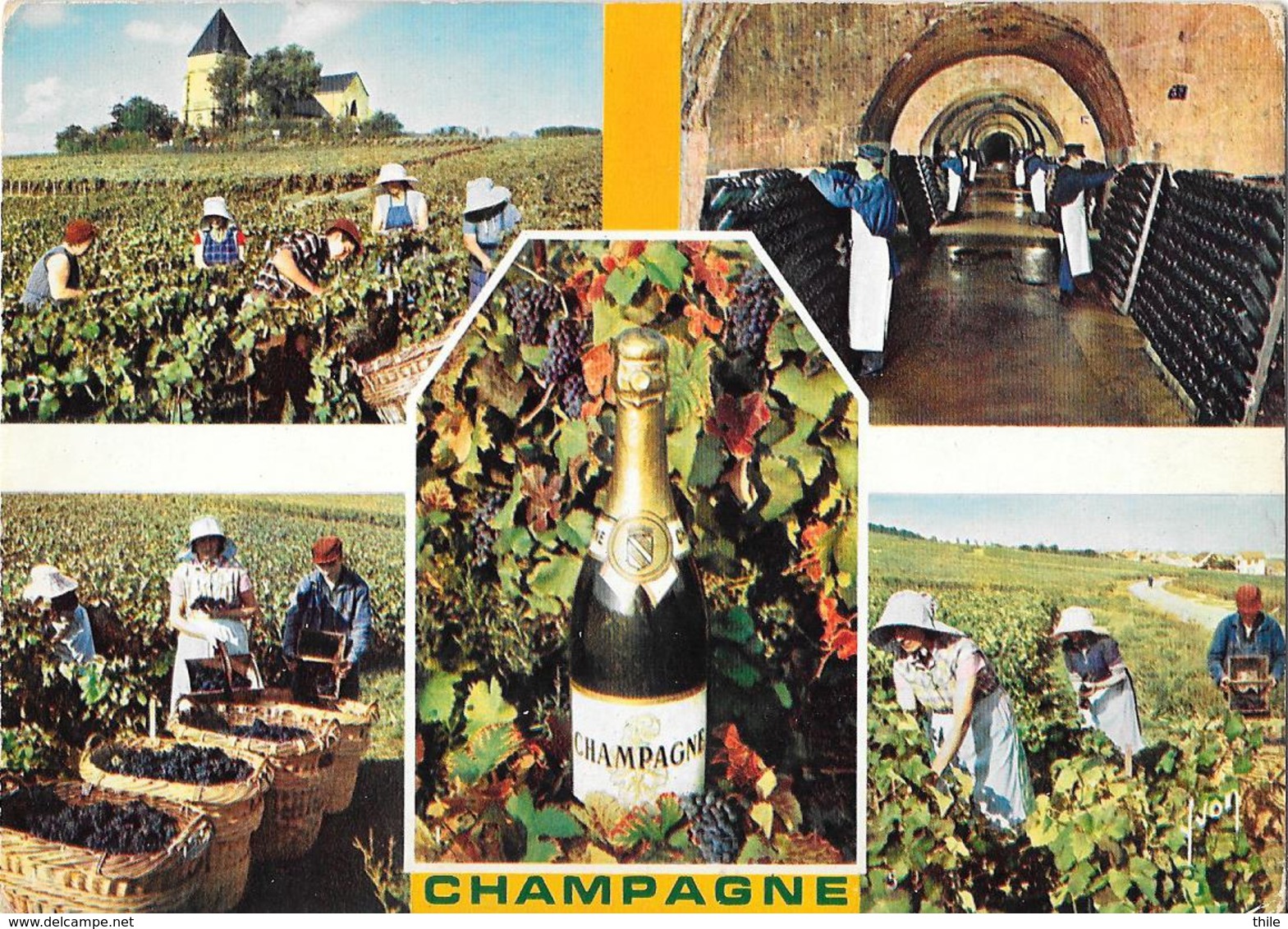 La Champagne Et Le Champagne - Vignes