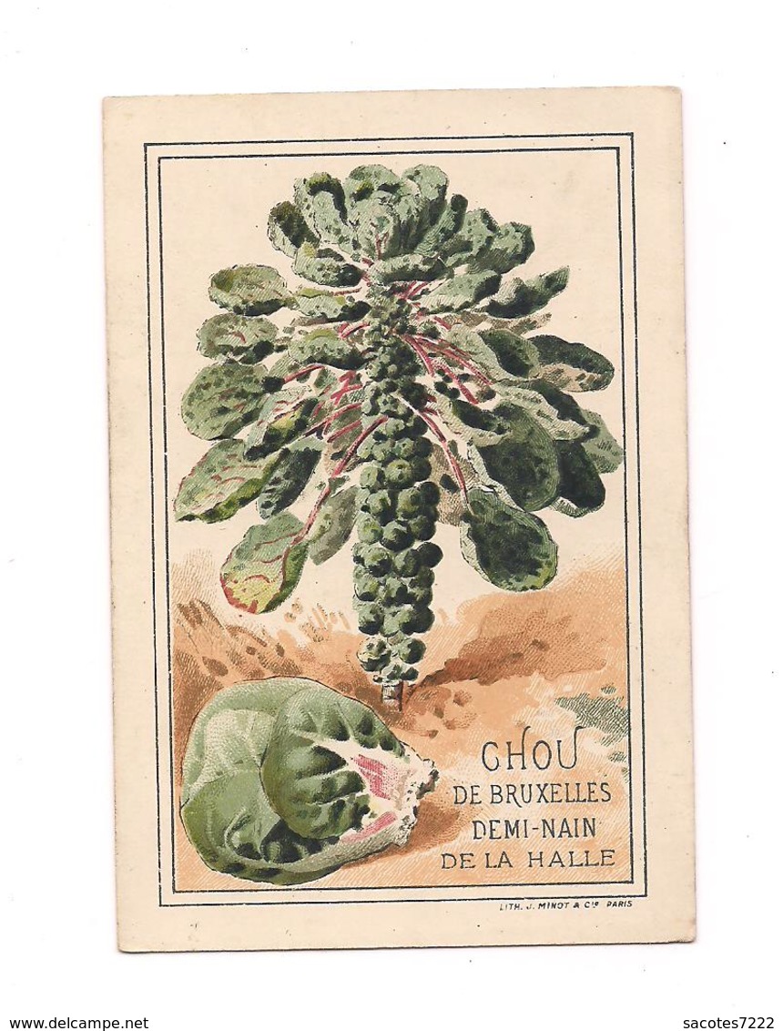 CHROMO LEGUME  CHOU DE BRUXELLE DEMI NAIN  - VILMORIN - Minot - - Altri & Non Classificati