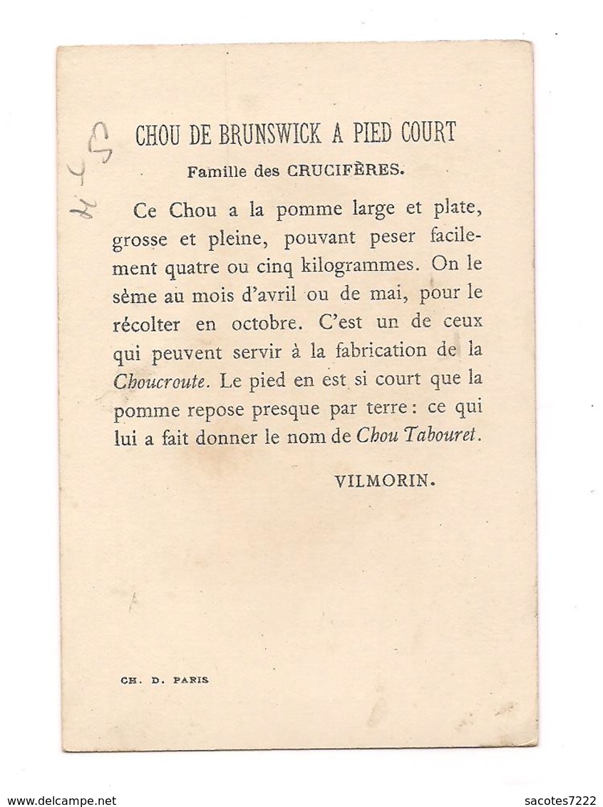 CHROMO  LEGUME CHOU DE BRUNSWICK A PIED COURT  - VILMORIN - Minot - - Autres & Non Classés