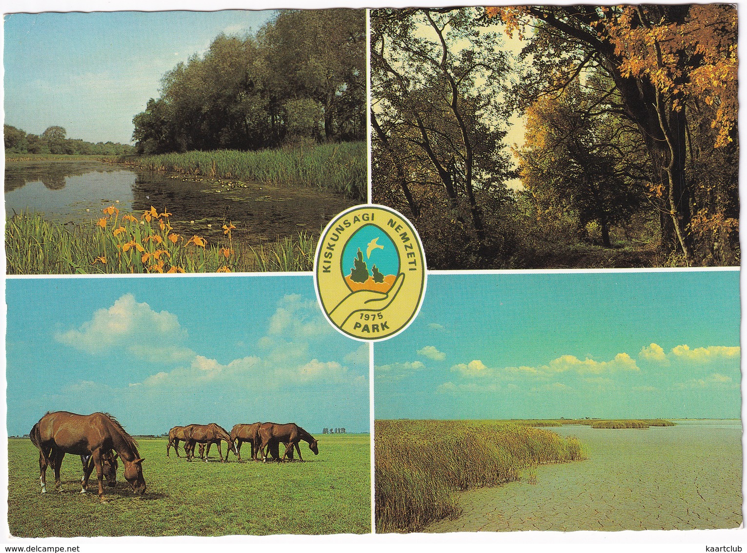 Kiskunsági Nemzeti Park - National Park Of Kiskunság - Wild Horses - Hongarije