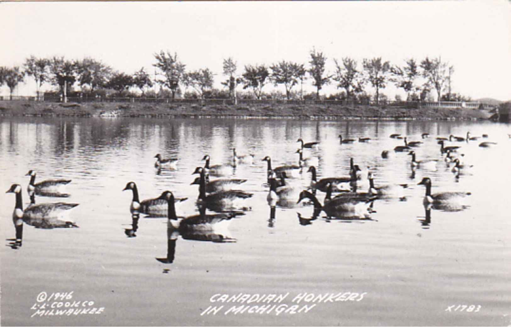 RP: Canadian Honkers In Michigan , 30-40s - Pájaros