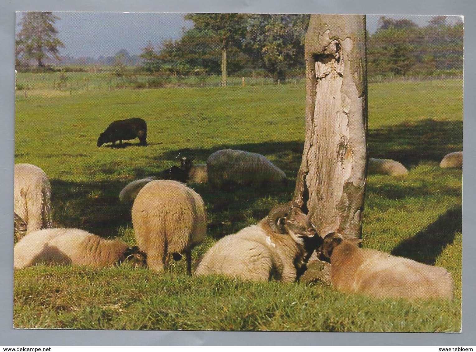 NL.- ORVELTE. SCHAPEN. - Andere & Zonder Classificatie