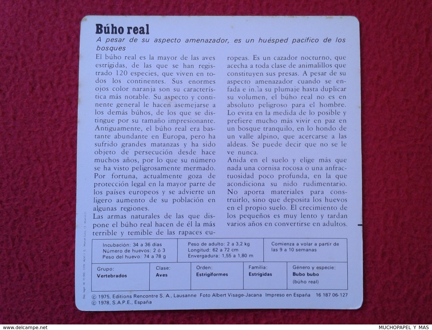 ESPAGNE SPAIN FICHA SHEET FICHE ANIMALES ANIMAL FAUNA WILDLIFE BIRD BÚHO LECHUZA O SIMIL OWL HIBOU BÚHO REAL BIRDS VER F - Animales