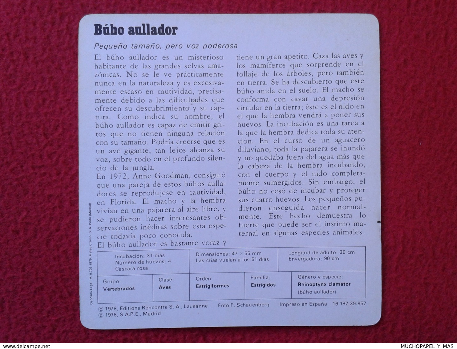 ESPAGNE SPAIN FICHA SHEET FICHE ANIMALES ANIMAL FAUNA WILDLIFE BIRD BÚHO LECHUZA O SIMIL OWL HIBOU BÚHO AULLADOR BIRDS - Animales