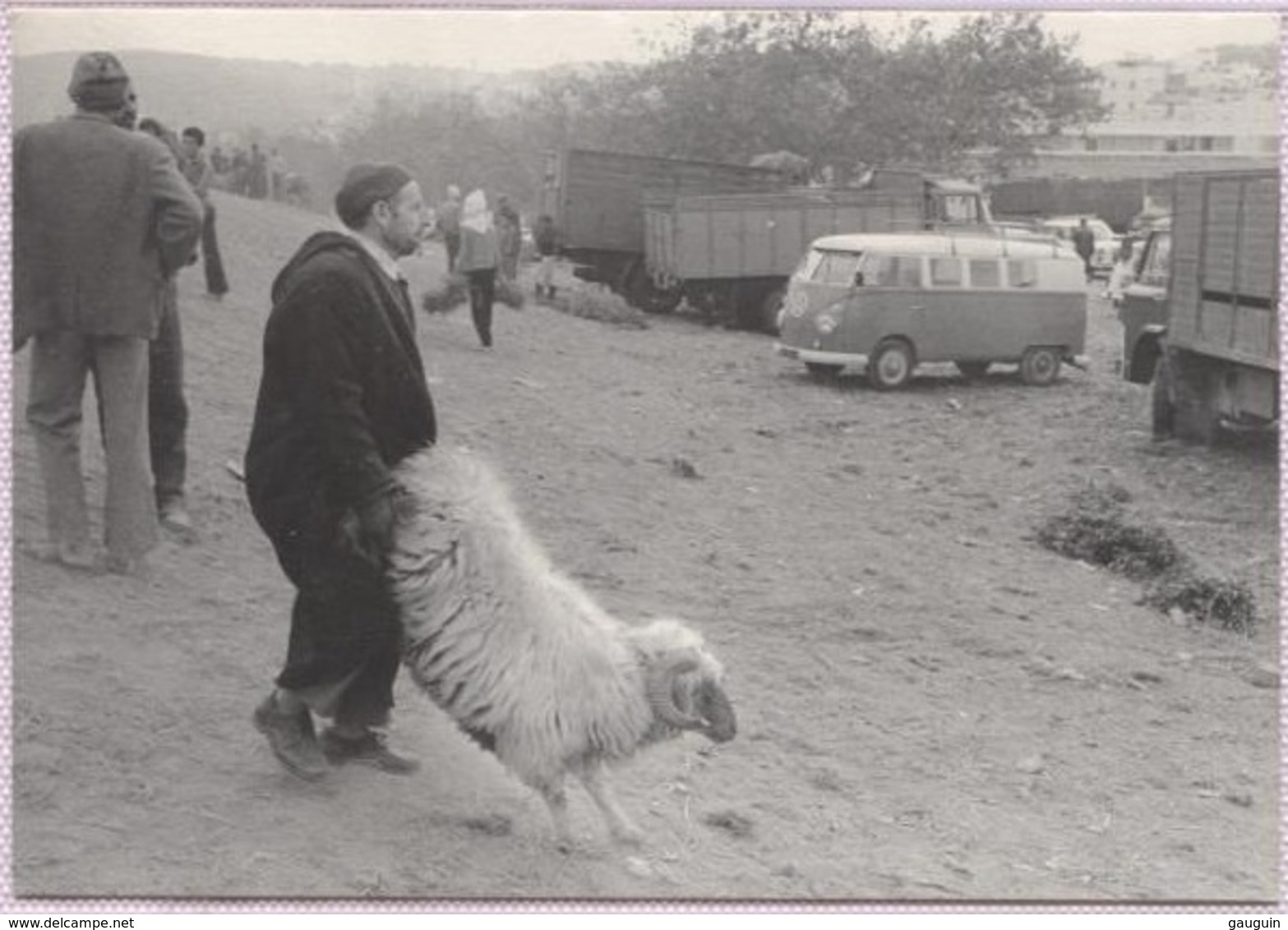 CPM - TANGER - AÏD El ADHA - Le Transport Du Bélier (1978) - Photo Edition Yvon Kervinio - Tanger