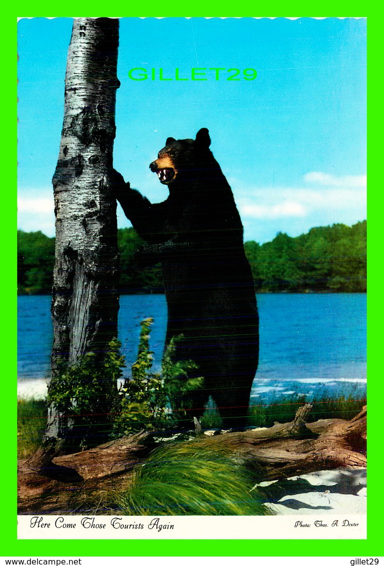 ANIMAUX - BLACK BEAR - HERE COME CHOSE TOURISTS AGAIN -  PHOTO CHOS A. DEXTER - - Ours