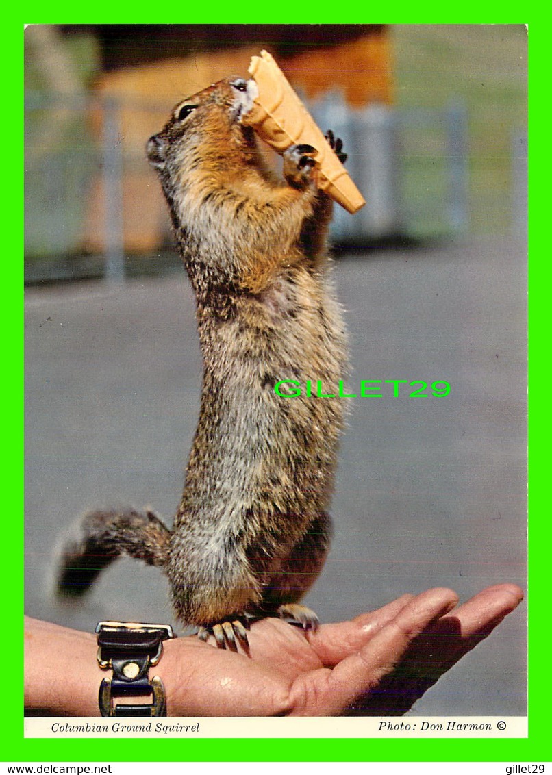 ANIMAUX - ÉCUREUIL - COLUMBIAN GROUND SQUIRREL WITH ICE CREAM - BYRON HARMON PHOTOS - - Autres & Non Classés