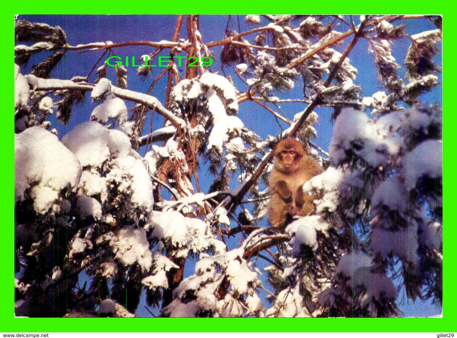 ANIMAUX - SINGES - BERBERAFFEN, MACACA SYLVANA IN THE SNOW - AFFENBERG SALEM, MENDLISHAUSEN - - Singes