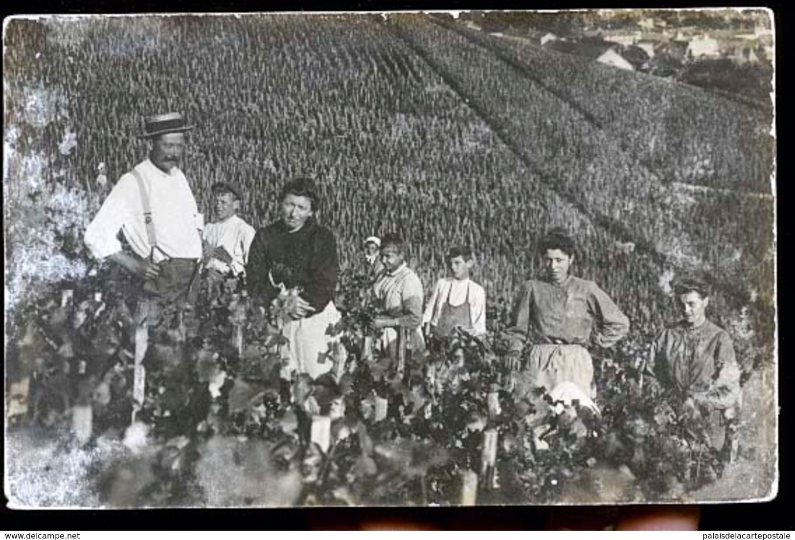 HAUTVILLERS OU CUMIERES CP PHOTO LES VENDANGES               JLM - Autres & Non Classés