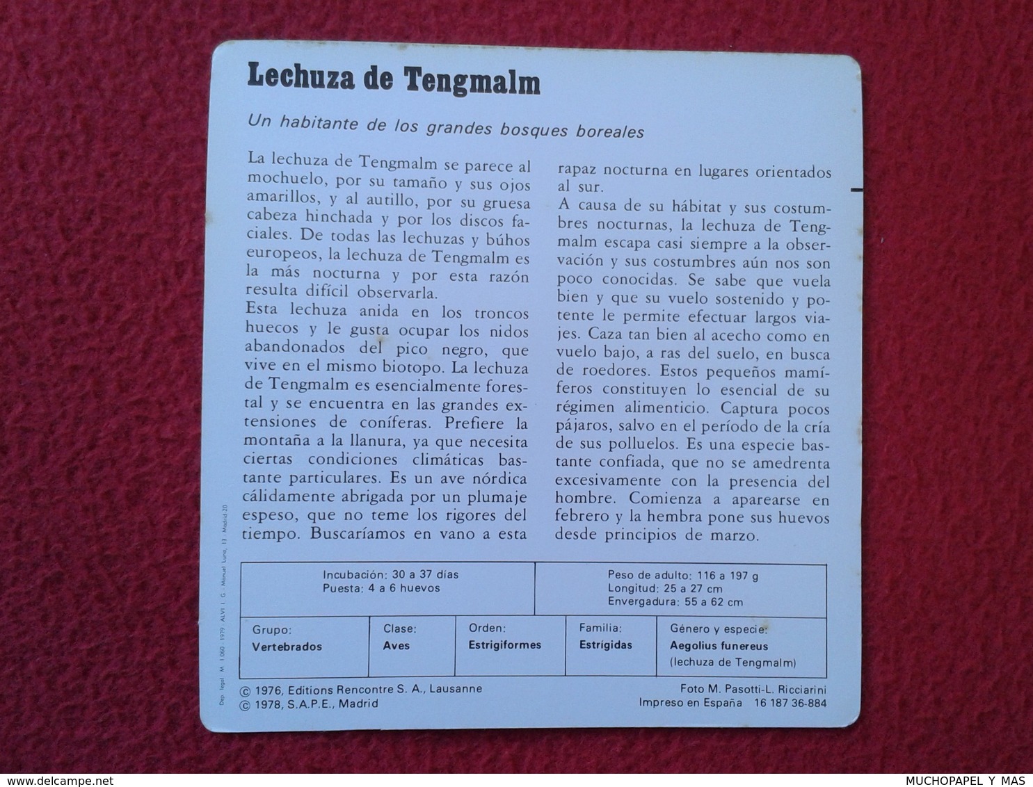 ESPAGNE SPAIN FICHA SHEET FICHE ANIMALES ANIMAL FAUNA WILDLIFE BIRD BÚHO LECHUZA O SIMIL OWL HIBOU LECHUZA DE TENGMALM - Animales