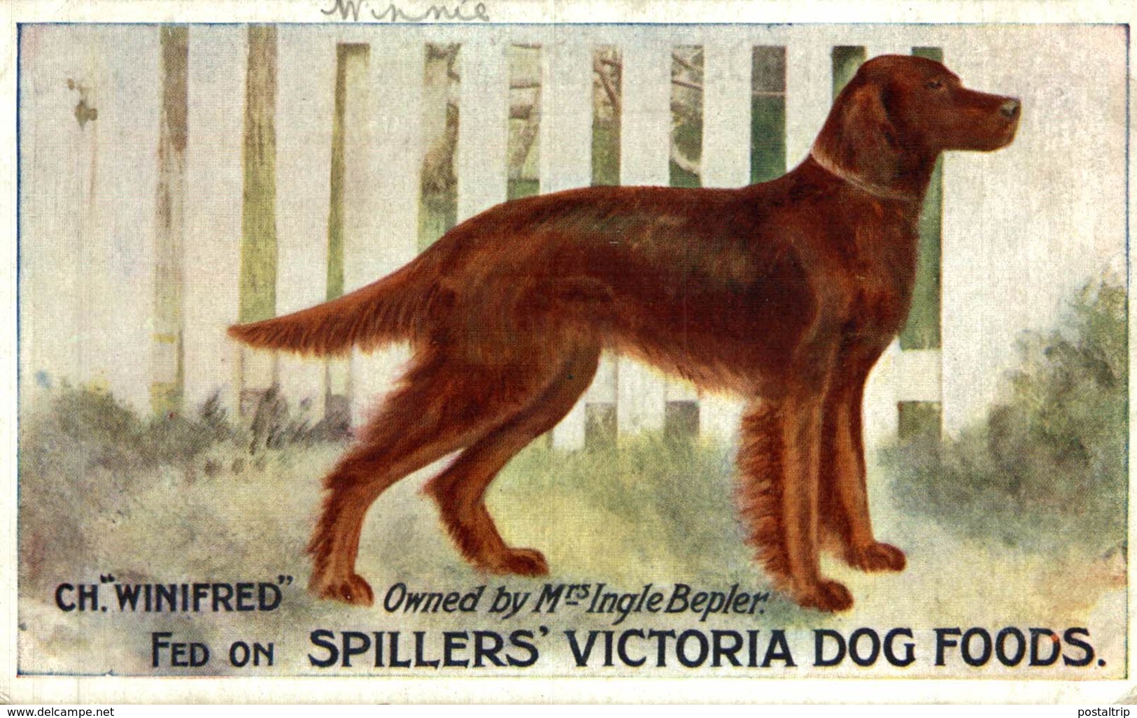 VERY RARE   FED ON  SPILLERS VICTORIA DOG FOODS CH WINIFRED - Publicidad