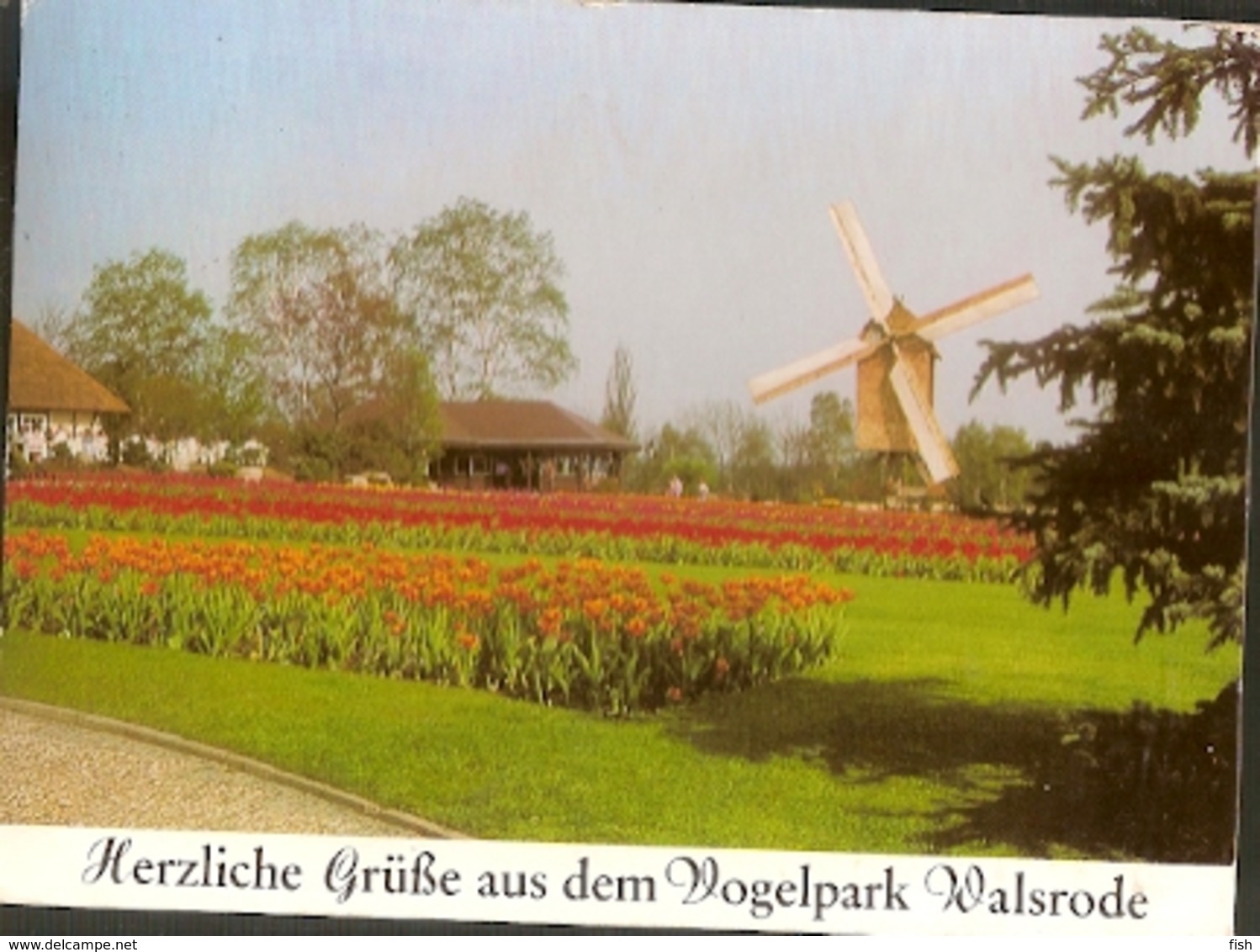 Germany & Walsrode Lueneburger Heide Tulpenbluete Vogelpark, Windmuehle Walsrode, Dörverden, Vleteren Belgium 1979 (9) - Walsrode