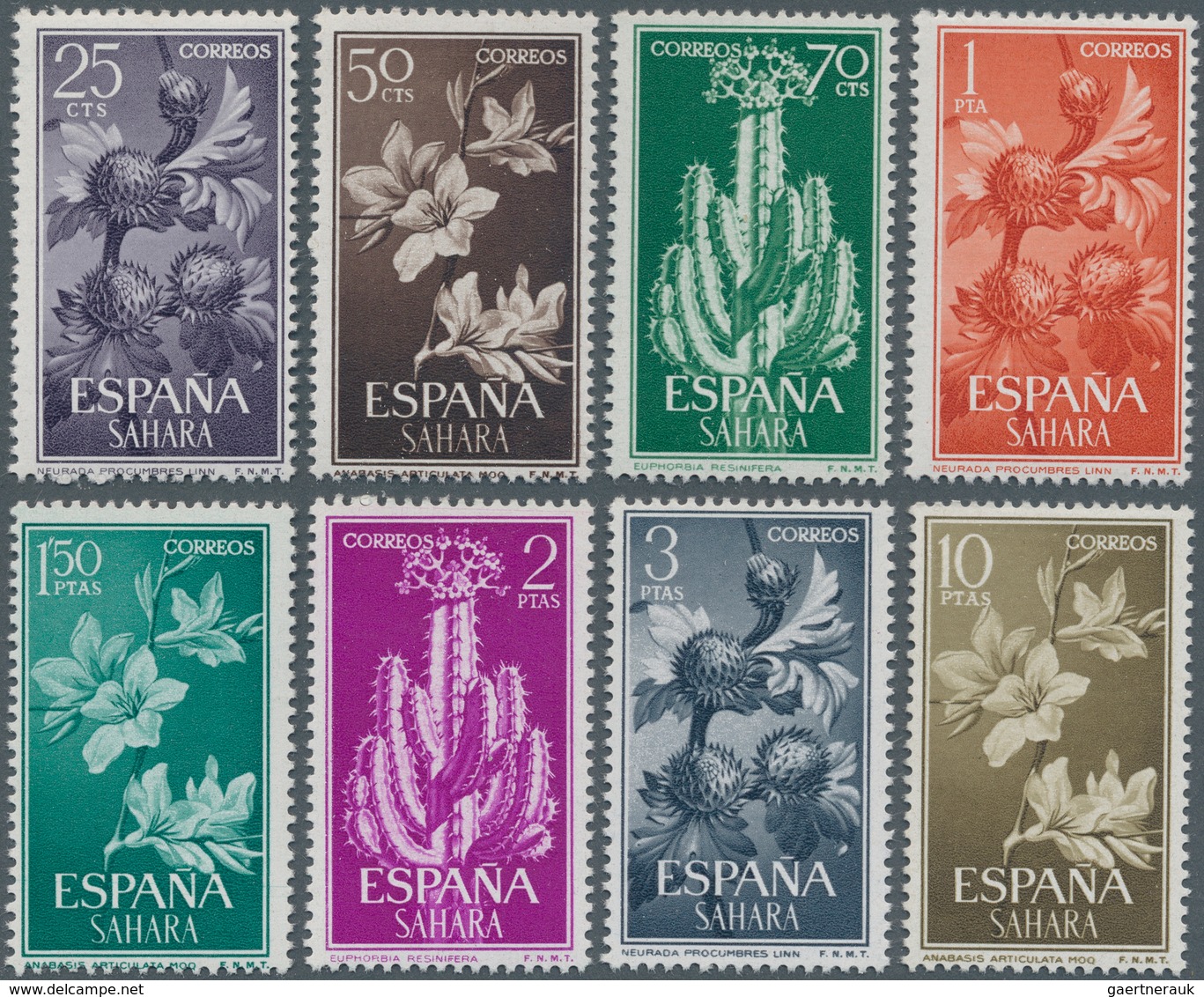 Spanisch-Sahara: 1962, Plants Complete Set Of Eight (Neurada Procumbens, Anabasis Articulata And Eup - Spaanse Sahara