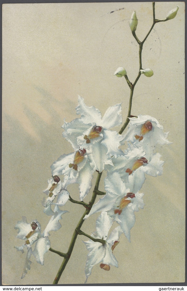 Thematik: Flora-Orchideen / flora-orchids: 1905/2011 (ca.), Enormously extensive collection of this