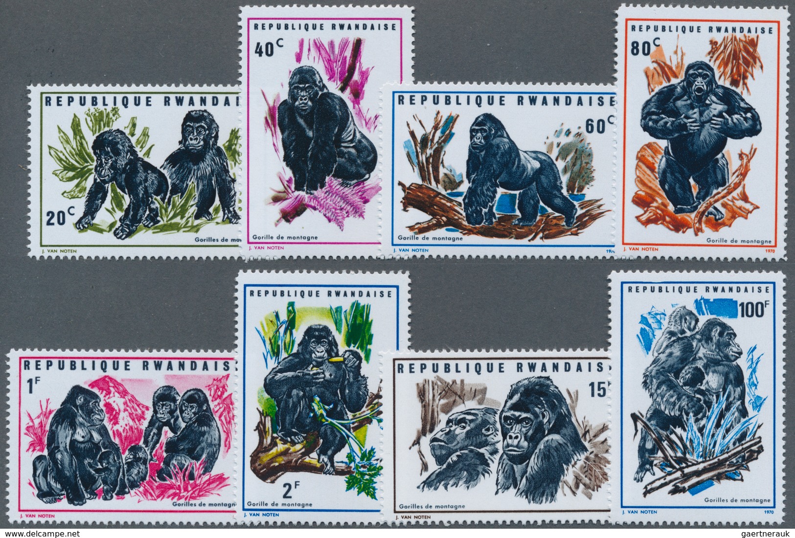 Thematik: Tiere-Affen / Animals-monkeys: 1970, RWANDA: Mountain Gorilla (Gorilla Gorilla Beringel) C - Affen