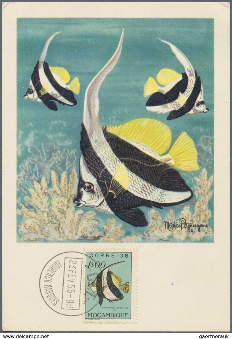 Thematik: Tiere-Fische / animals-fishes: 1955/2000 (ca.), holding of covers/cards and u/m material i