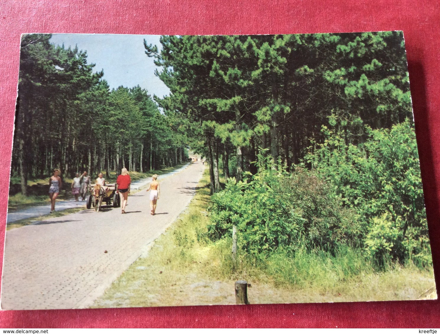 Nederland Bos - Bomen