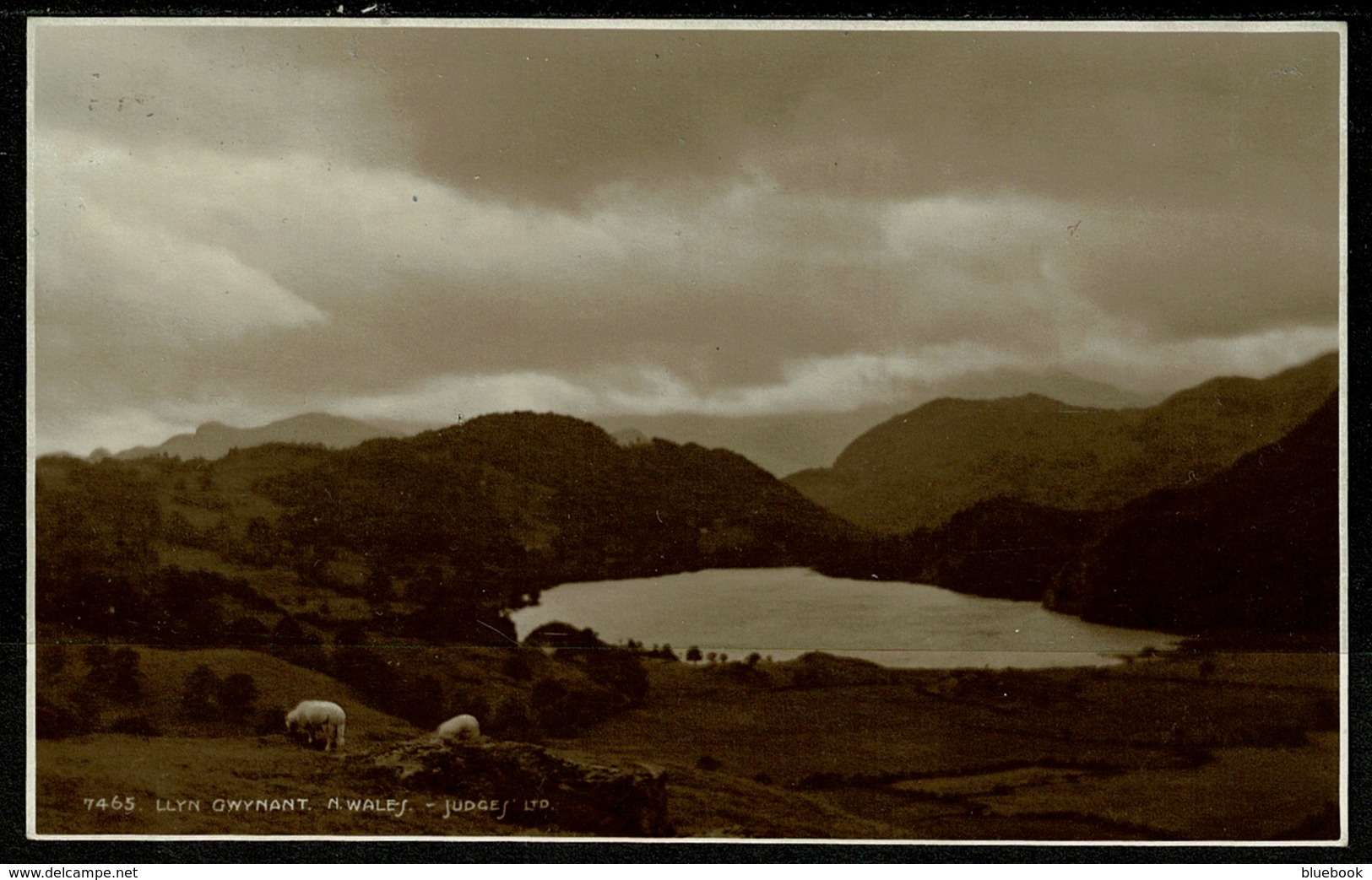 Ref 1267 - Judges Real Photo Postcard - Sheep At Llyn Gwynant - Caernarvon Wales - Caernarvonshire