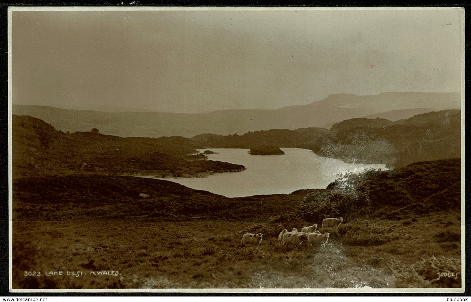 Ref 1267 - Judges Real Photo Postcard - Sheep At Lake Elsi - Caernarvon Wales - Caernarvonshire