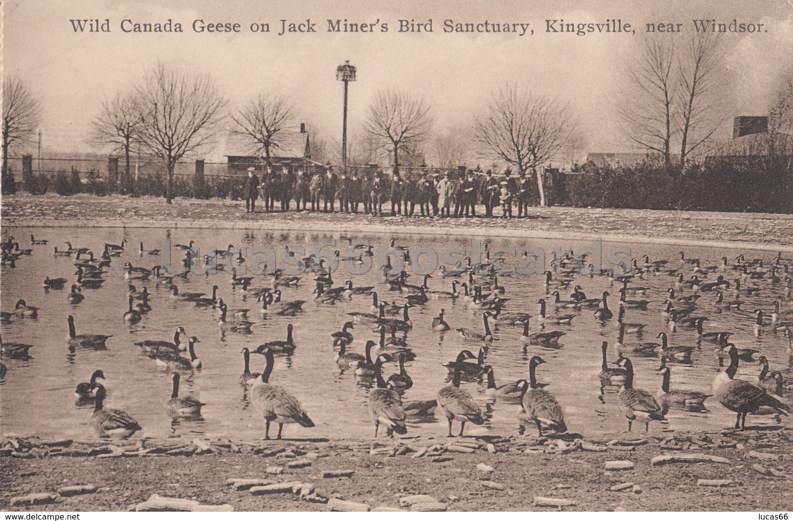 Wild Canada Geese On Jack Miner's Bird Sanctuary - Kingsville Near Windsor - Windsor