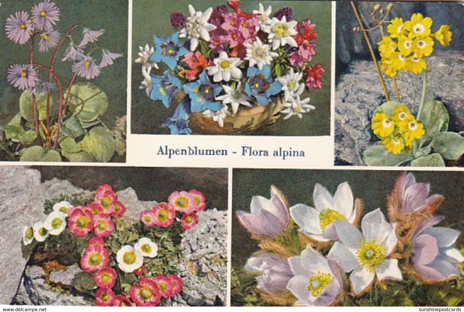 Switzerland Alpenblumen Alpine Flowers 1962 - Flowers