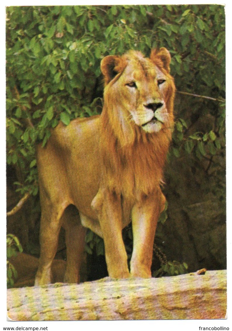 FAUNE AFRICAINE - LE LION / WITH COTE D'IVOIRE THEMATIC STAMP - Costa D'Avorio