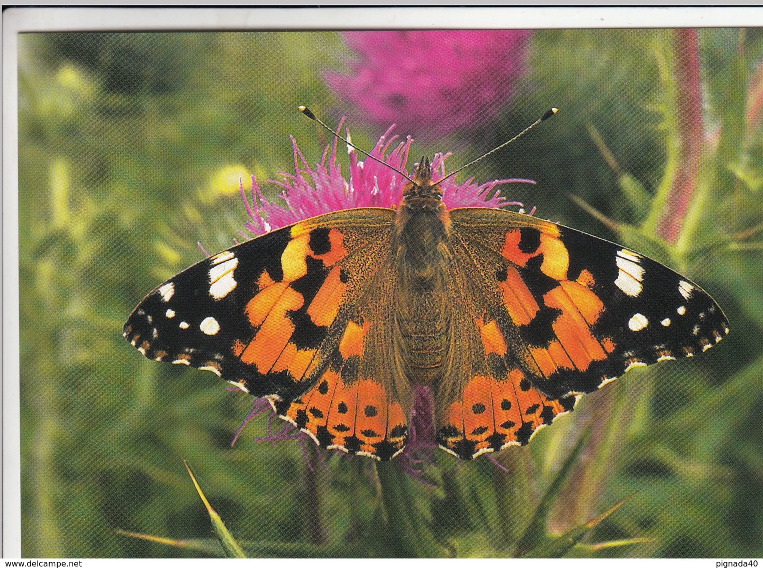 Cp , ANIMAUX , Vanesse Des Chardons  WWWF VOIR DESCRIPTION ET SCANNE - Papillons