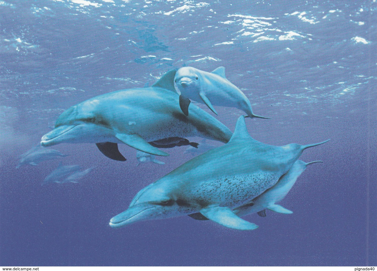 Cp , ANIMAUX , Grand Dauphin De L'Indo-Pacifique - Delfines