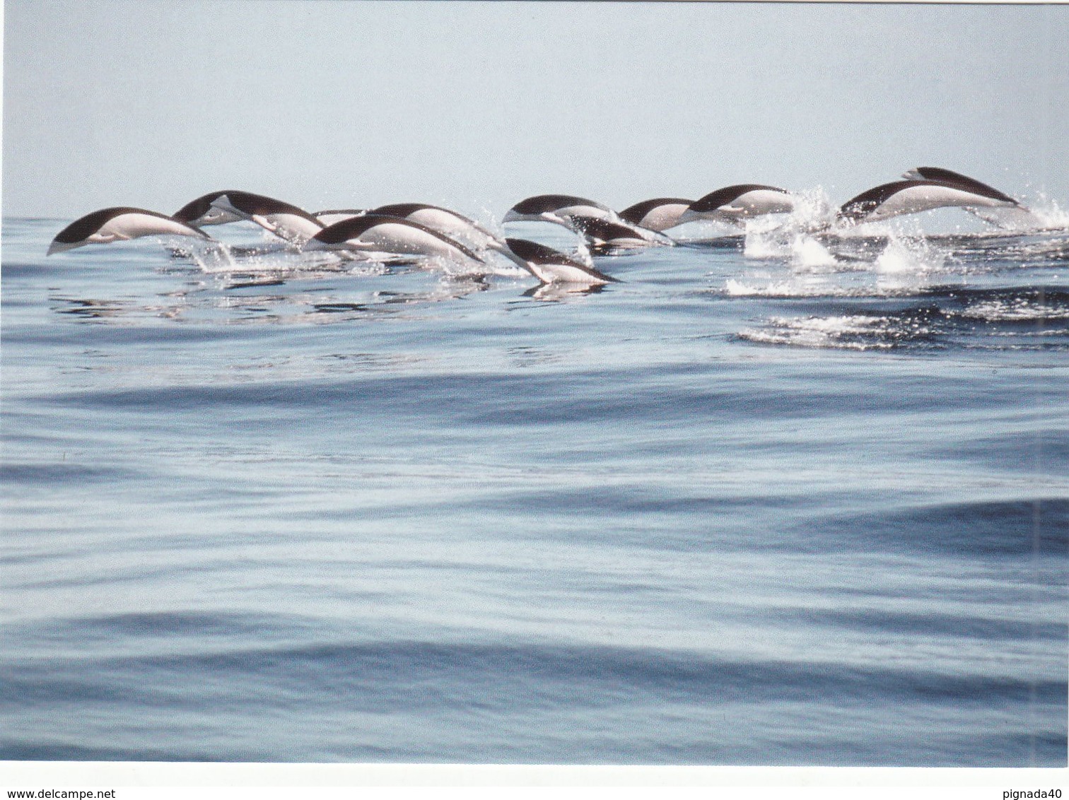 Cp , ANIMAUX , Lissodelphis Austral - Dauphins