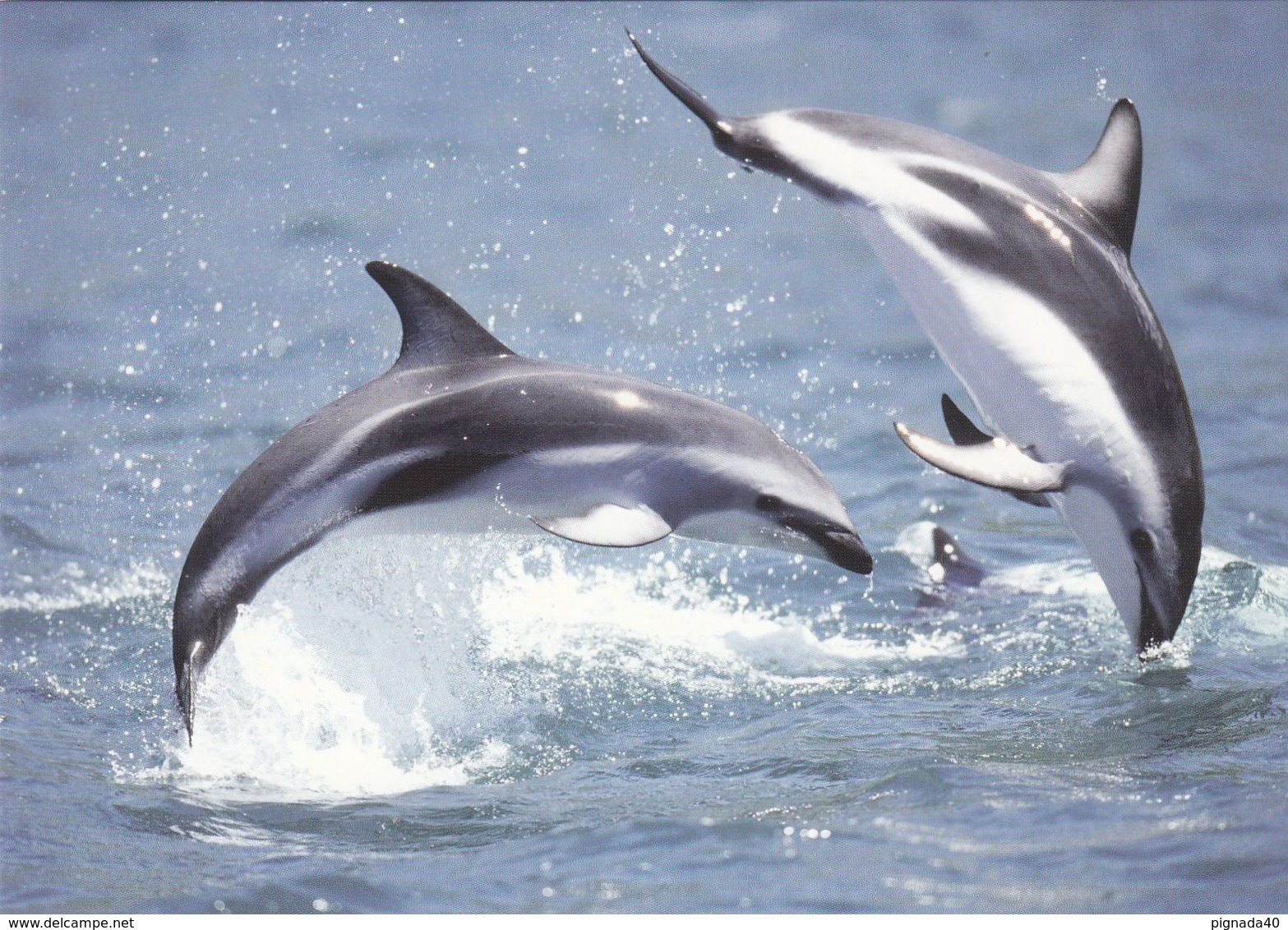 Cp , ANIMAUX , Lagénorhynque Obscur - Dauphins