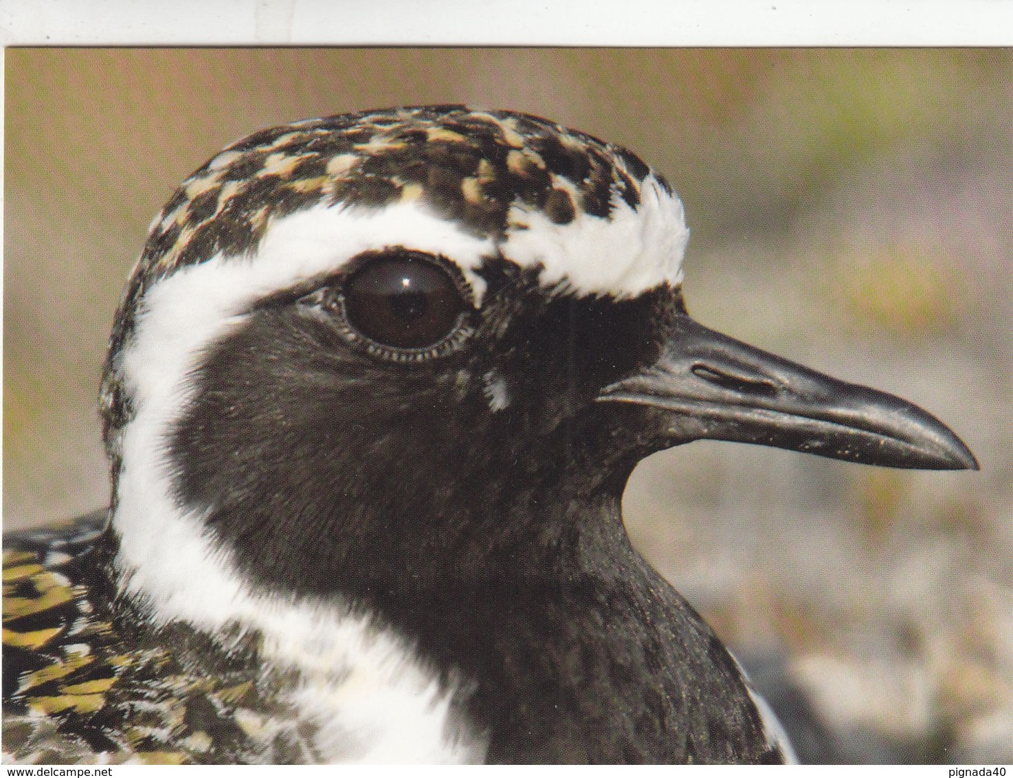 Cp , ANIMAUX , Pluvier Fauve - Birds