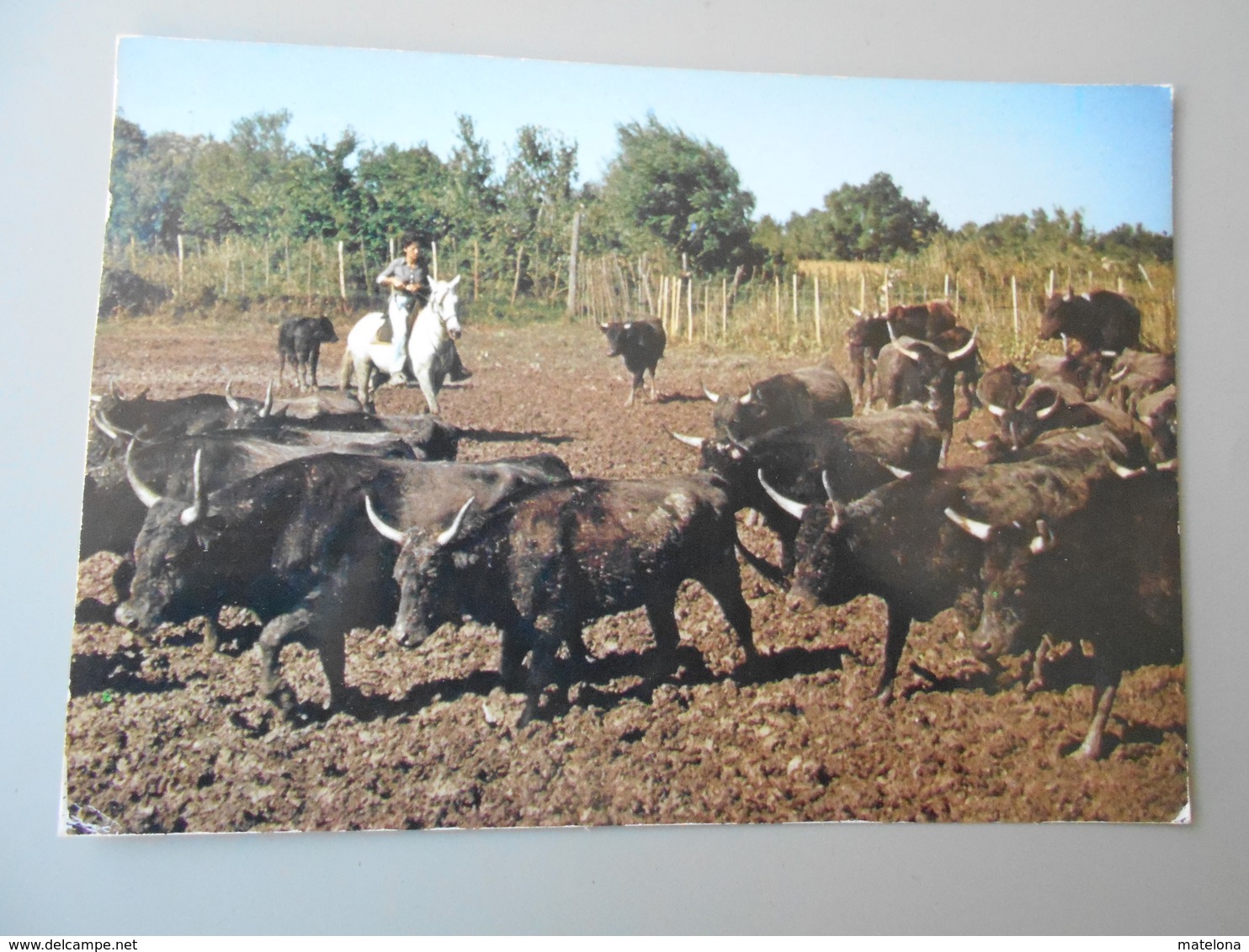 BOUCHES-DU-RHONE EN CAMARGUE  MANADE DE TAUREAUX - Autres & Non Classés