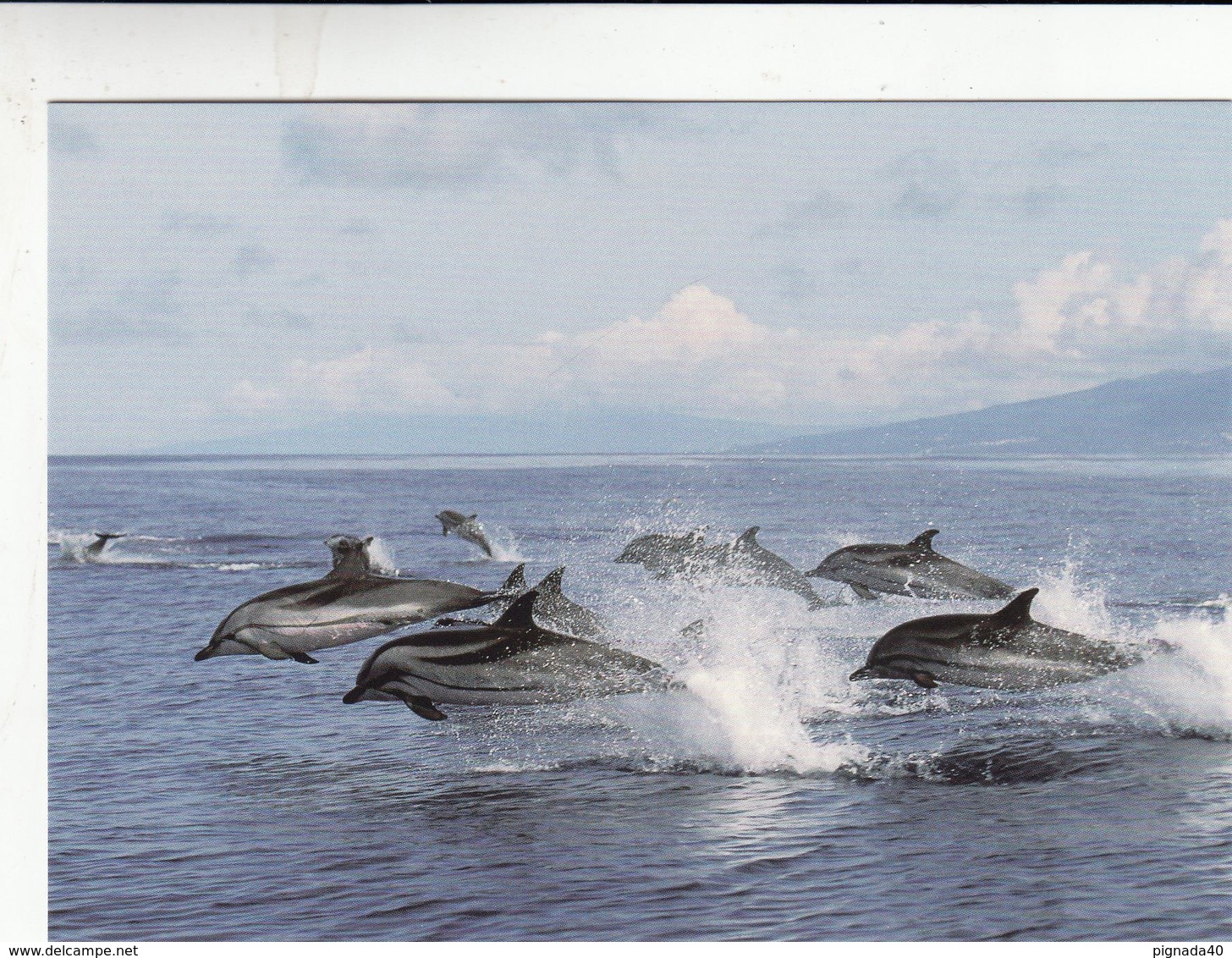 Cp , ANIMAUX , Dauphin Bleu Et Blanc - Dolphins